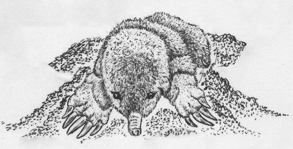 Mole in dirt, drawing